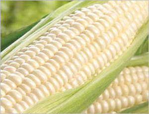 MEALIE SEEDS BORDER KING - 100 GRAMS MAIZE SEEDS