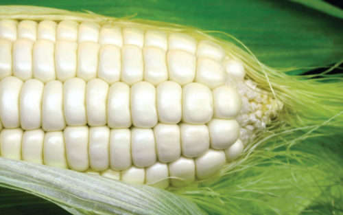 Mealie Seeds Border King - 50 Maize Seeds