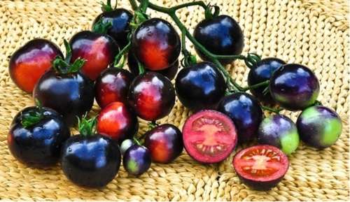 TOMATO SEEDS INDIGO ROSE - 10 TOMATO SEEDS
