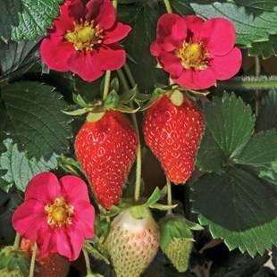 STRAWBERRY SEEDS TOSCANA F1 - 20 STRAWBERRY SEEDS
