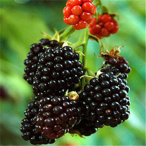 RASPBERRY SEEDS BLACK - 10 RASPBERRY SEEDS