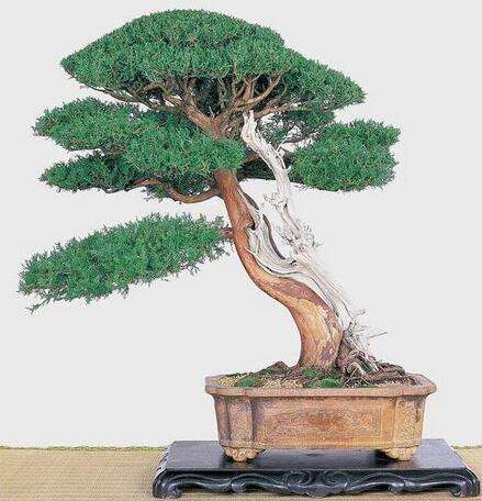 BONSAI CYPRESS SEEDS PLATYCLADUS ORIENTALIS - 10 BONSAI SEEDS