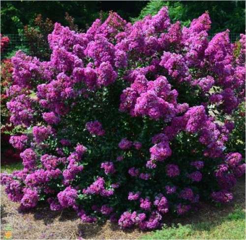 CRAPE MYRTLE SEEDS LAGERSTROEMIA - 10 CREPE MYRTLE SEDS