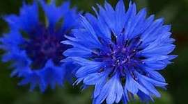 CORNFLOWER SEEDS BLUE BOY - 100 SEEDS