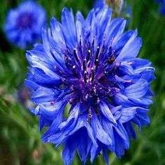 CORNFLOWER SEEDS BLUE BOY - 100 SEEDS