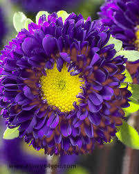 ASTER SEEDS MATSUMOTO BLUE - 50 ASTER SEEDS