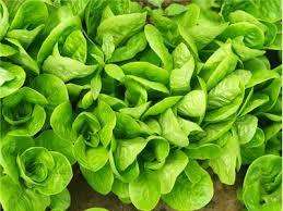 Lettuce Seeds Little Gem  - 100 Heirloom Lettuce Seeds