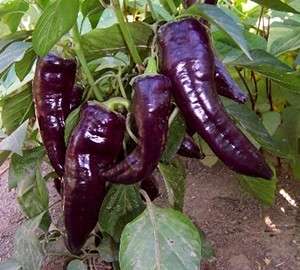 PEPPER SEEDS MARCONI PURPLE - 10 SWEET PEPPER SEEDS