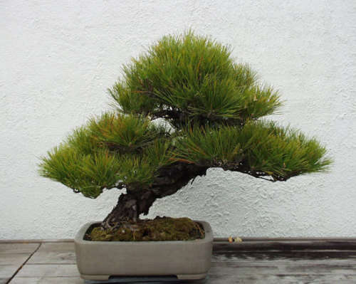 JAPANESE BLACK PINE BONSAI -10 BONSAI SEEDS
