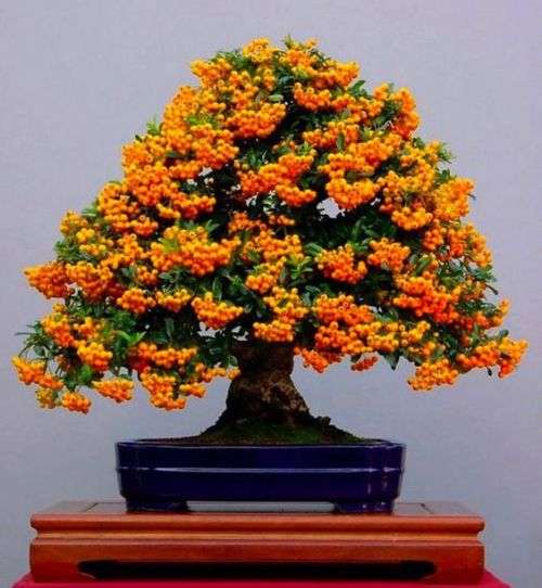 SEA BUCKTHORN BONSAI SEEDS - 10 BONSAI SEEDS