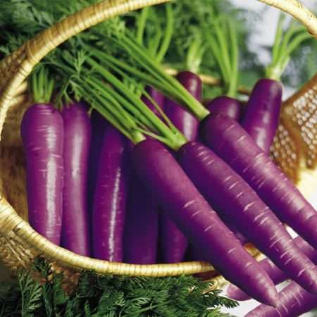 CARROT SEEDS PURPLE CARROT - 50 CARROT SEEDS
