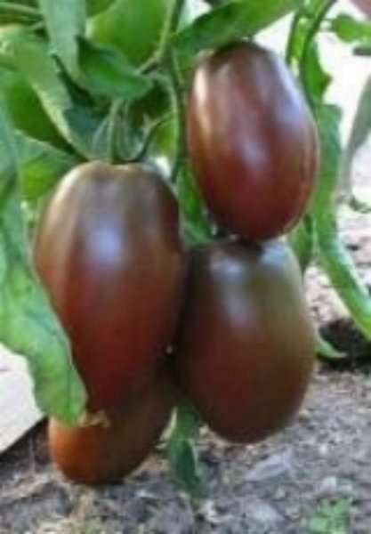 TOMATO SEEDS PURPLE RUSSIAN - 10 TOMATO SEEDS