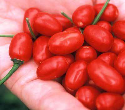 CHILLIES CHILTEPIN CHILLI - 10 CHILLI SEEDS