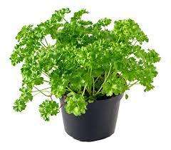 Parsley  Moss Curl 300 Seeds Curly Parsley Seeds