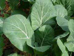 Kale Seeds Chou Moullier - 400 Kale Seeds