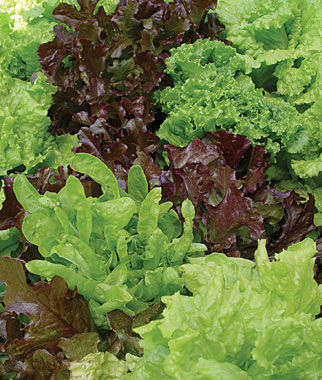 LETTUCE MIX - VARIETY SEED PACK - 450 LETTUCE SEEDS