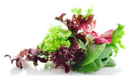 LETTUCE MIX - VARIETY SEED PACK - 450 LETTUCE SEEDS