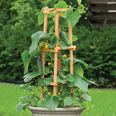 CUCUMBER SEEDS PATIO SNACKER 10 CUCUMBER SEEDS