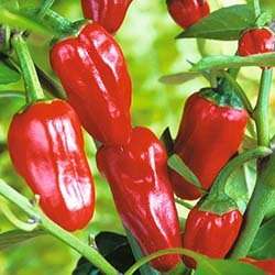 CHILLIES RED PADRON CHILLI - 10 CHILLI SEEDS