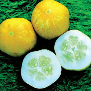 CUCUMBER SEED LEMON - 20 CUCUMBER SEEDS
