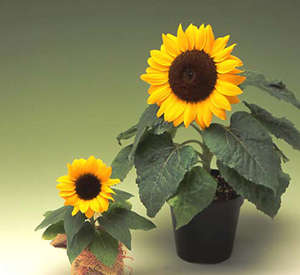 SUNFLOWER SEEDS SUNSPOT DWARF - 20 SUNFLOWER SEEDS