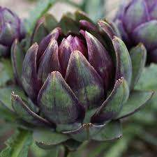 ARTICHOKE SEEDS - VIOLET DE PROVENCE 15 ARTICHOKE SEEDS