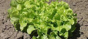 LETTUCE SALAD BOWL GREEN 200 LETTUCE SEEDS - ORGANIC