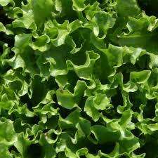 LETTUCE SALAD BOWL GREEN 200 LETTUCE SEEDS - ORGANIC