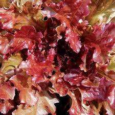 Lettuce Salad Bowl Red 200 Lettuce Seeds-Organic