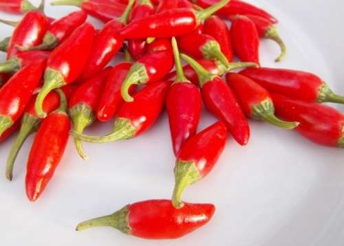 BULLET CHILLI SEEDS - 20 CHILLI SEEDS