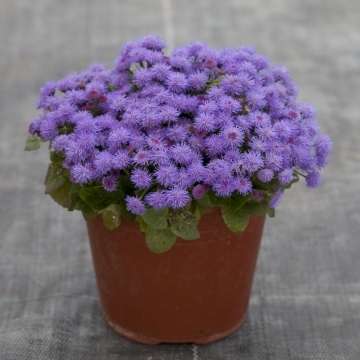AGERATUM SEEDS CLOUD NINE BLUE - 10 AGERATUM SEEDS