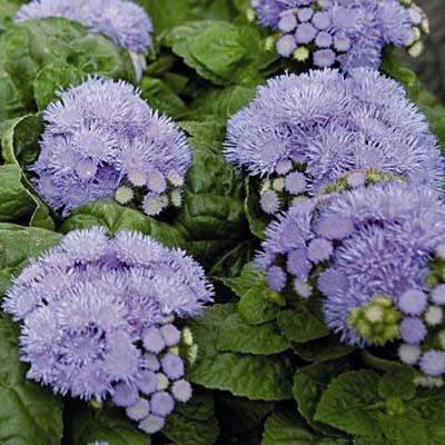 AGERATUM SEEDS CLOUD NINE BLUE - 10 AGERATUM SEEDS
