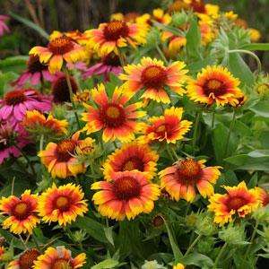 GAILLARDIA SEEDS MESA BRIGHT BICOLOR - 10 GAILLARDIA SEEDS