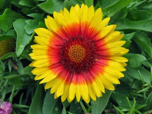 GAILLARDIA SEEDS MESA BRIGHT BICOLOR - 10 GAILLARDIA SEEDS