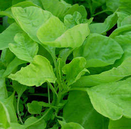 Marog Seeds Amaranth - 1 gram Marog Seeds