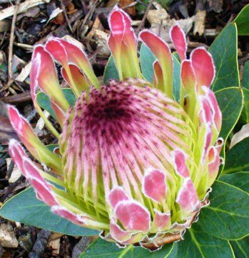 PROTEA SEEDS ROUPELLIAE - 5 PROTEA SEEDS