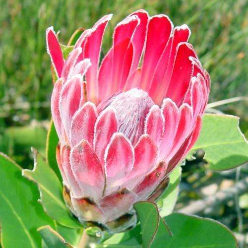 PROTEA SEEDS COMPACTA - 5 PROTEA SEEDS