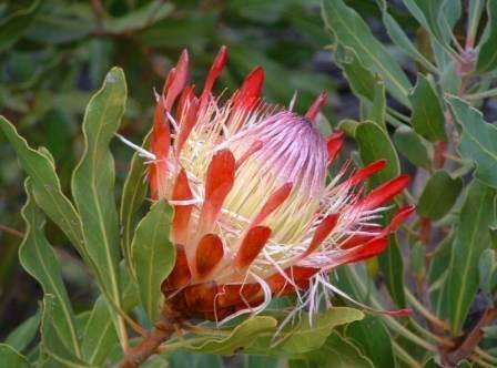 PROTEA SEEDS SUSANNAE - 5 PROTEA SEDS