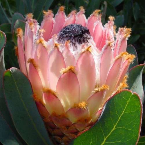 PROTEA SEEDS MAGNIFICA QUEEN - 5 PROTEA SEEDS