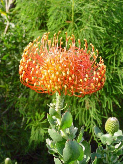 PROTEA SEEDS PINCUSHION RED - 5 PROTEA SEEDS