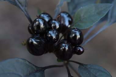 CHILLI SEEDS BLACK PEARL - 10 ORNAMENTAL CHILLI SEEDS