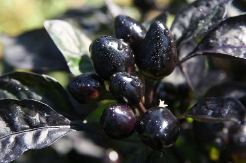 CHILLI SEEDS BLACK PEARL - 10 ORNAMENTAL CHILLI SEEDS