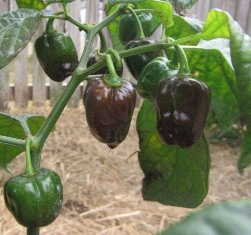 CHILLI SEEDS CHOCOLATE EGG - 5 CHILLI SEEDS