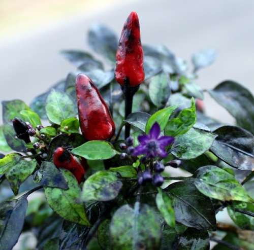 CHILLI SEEDS EXPLOSIVE EMBER - 10 CHILLI SEEDS