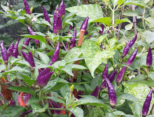 CHILLI SEEDS EXPLOSIVE EMBER - 10 CHILLI SEEDS