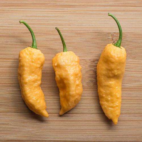 CHILLI SEEDS PEACH GHOST CHILLI - 5 CHILLI SEEDS