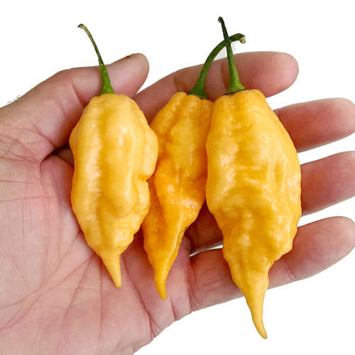 CHILLI SEEDS PEACH GHOST CHILLI - 5 CHILLI SEEDS