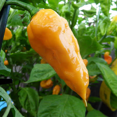 CHILLI SEEDS PEACH GHOST CHILLI - 5 CHILLI SEEDS