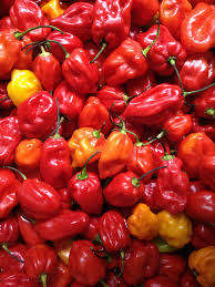 CHILLI SEEDS RODO - 5 RARE CHILLI SEEDS