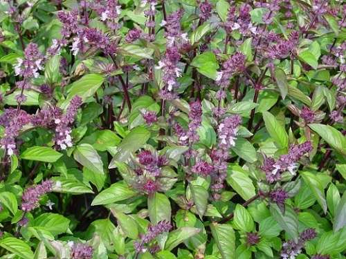BASIL SEEDS CINNAMON BASIL - 50 BASIL SEEDS